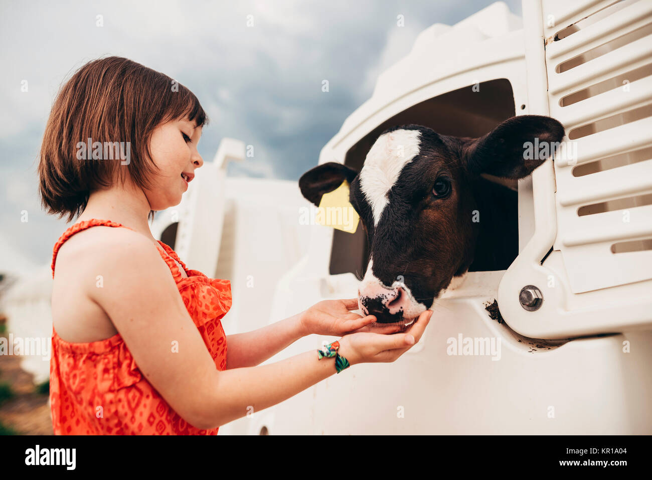 Young girl feeding baby cow in a calf hutch Stock Photo