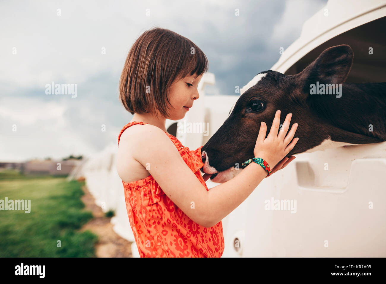 Girl stroking a baby cow Stock Photo