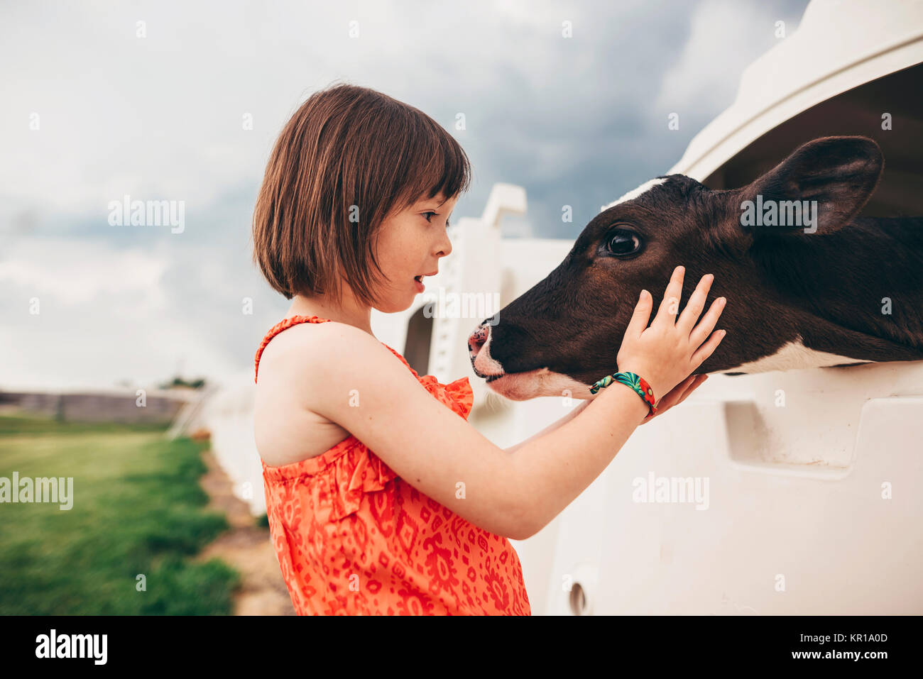 Girl stroking a baby cow Stock Photo