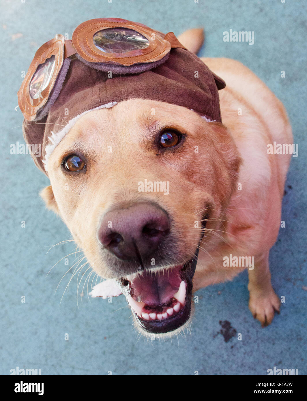 Labrador retriever dog wearing an aviation hat Stock Photo