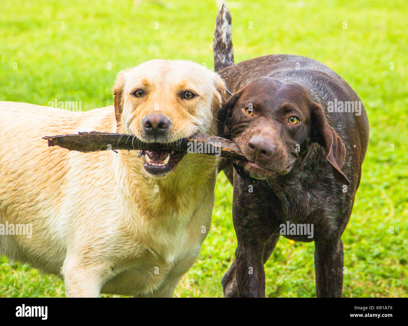 Labrador retriever and German shorthaired pointer dogs playing with a stick Stock Photo