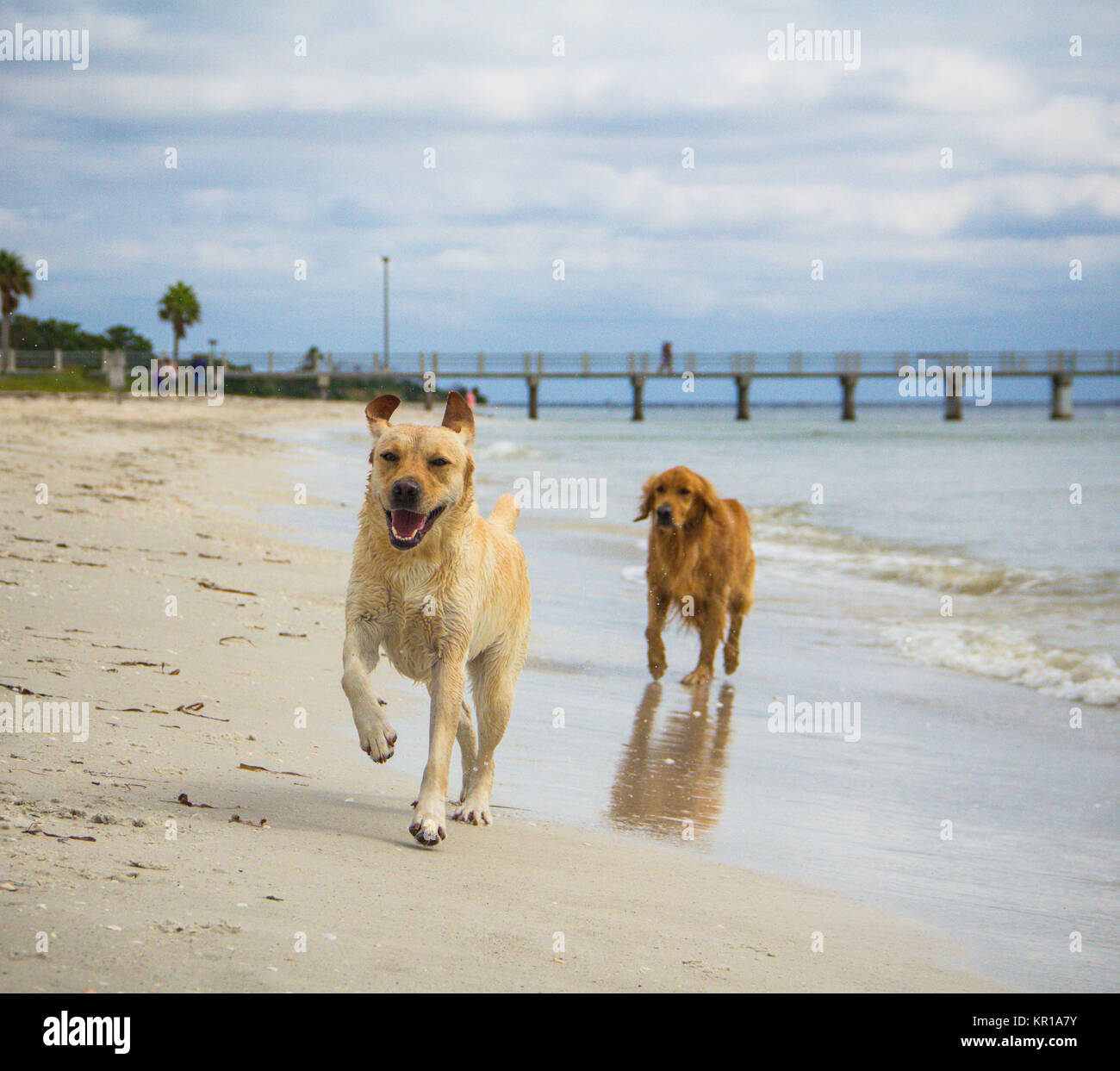 Labrador retriever and golden retriever dogs running along beach, Fort de Soto, Florida, United States Stock Photo