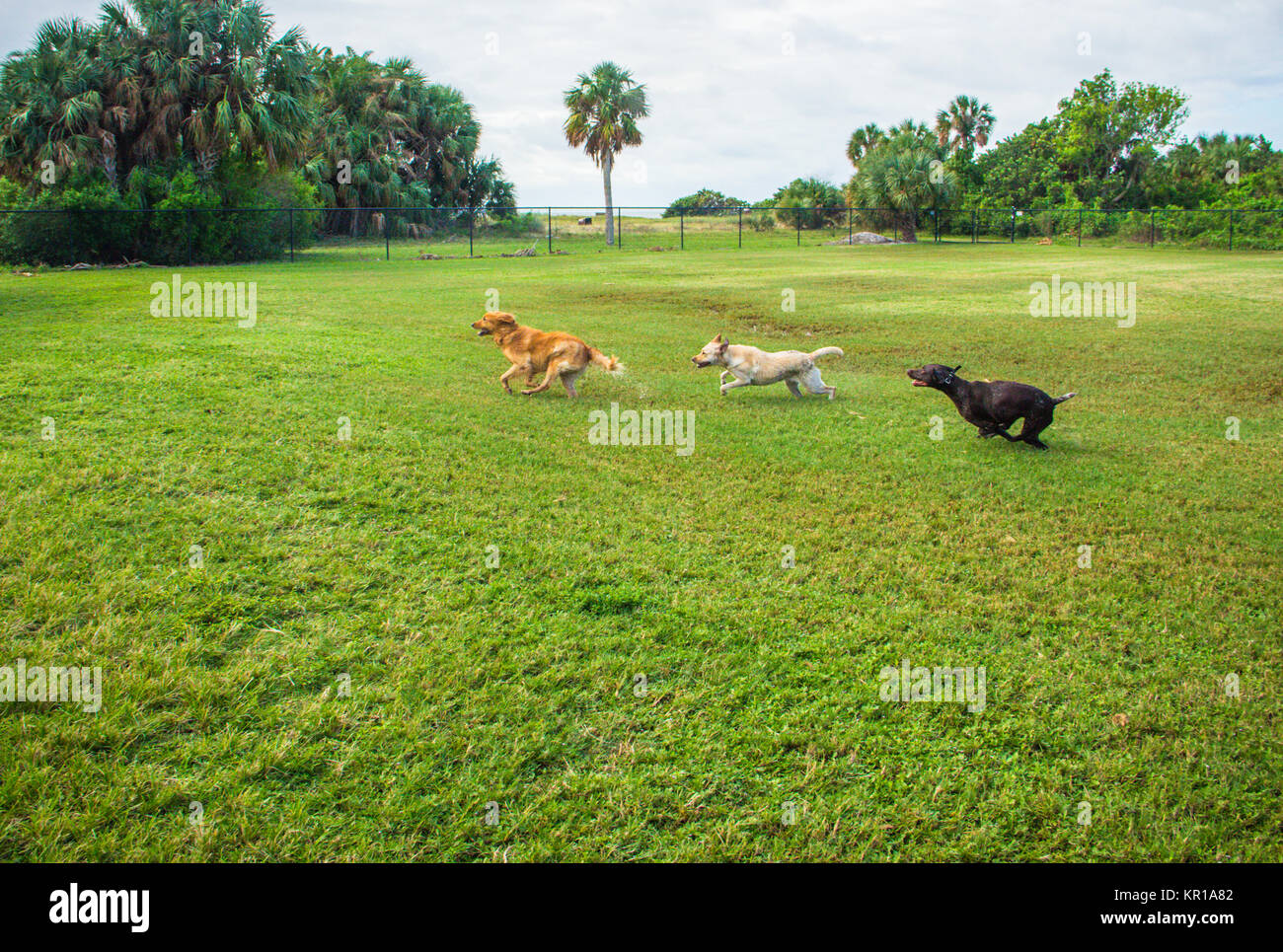 Three dogs running in a park, Fort de Soto, Florida, United States Stock Photo