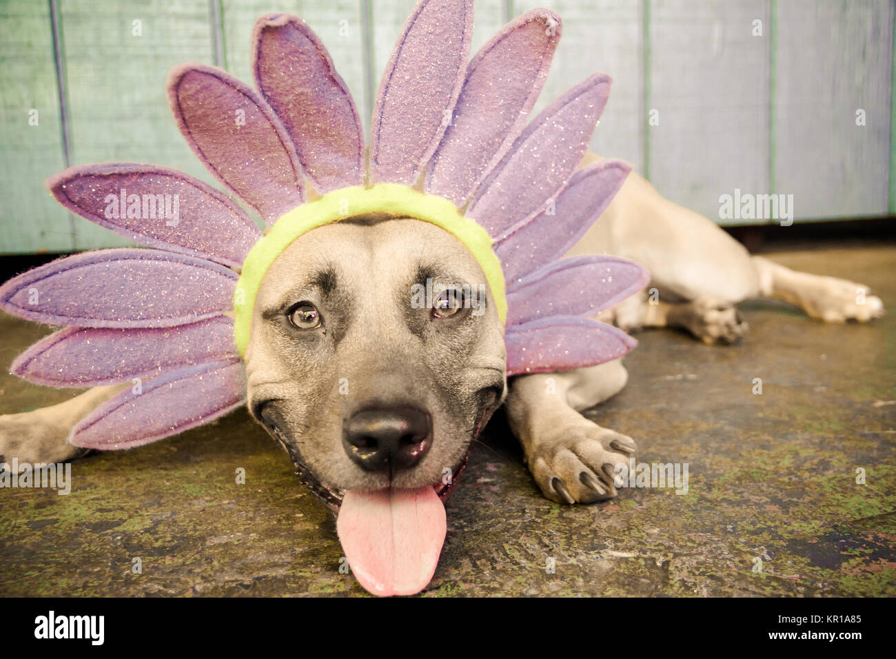 Black mouth cur dog wearing a flower headband Stock Photo