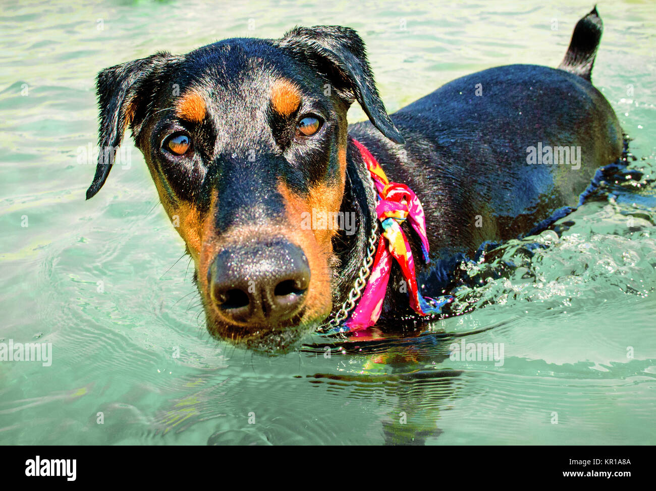 Doberman pinscher dog wearing a bandana standing in ocean Stock Photo