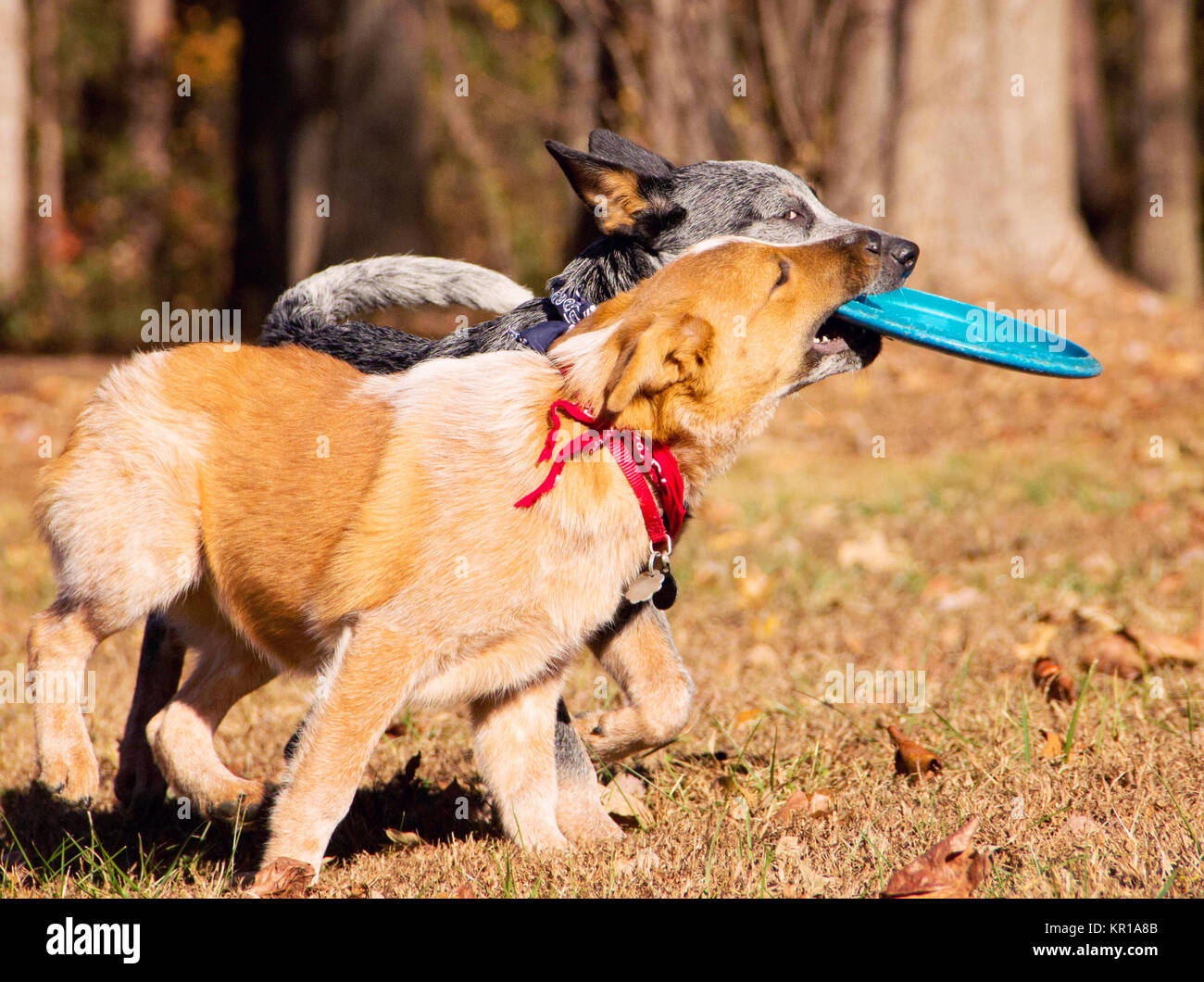 Two Australian cattle dog puppies playing with a frisbee Stock Photo