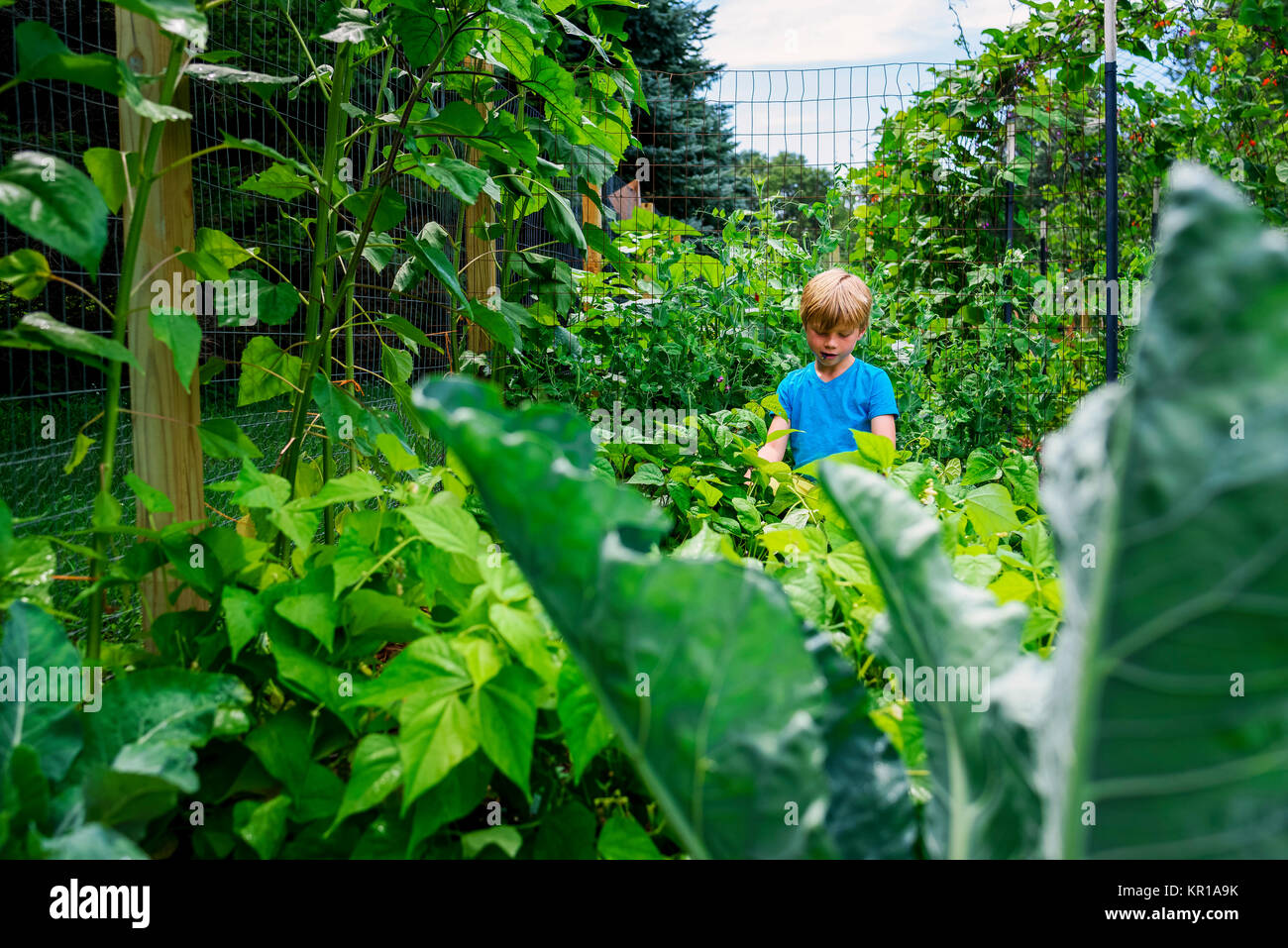 Boy in a vegetable patch picking vegetables Stock Photo