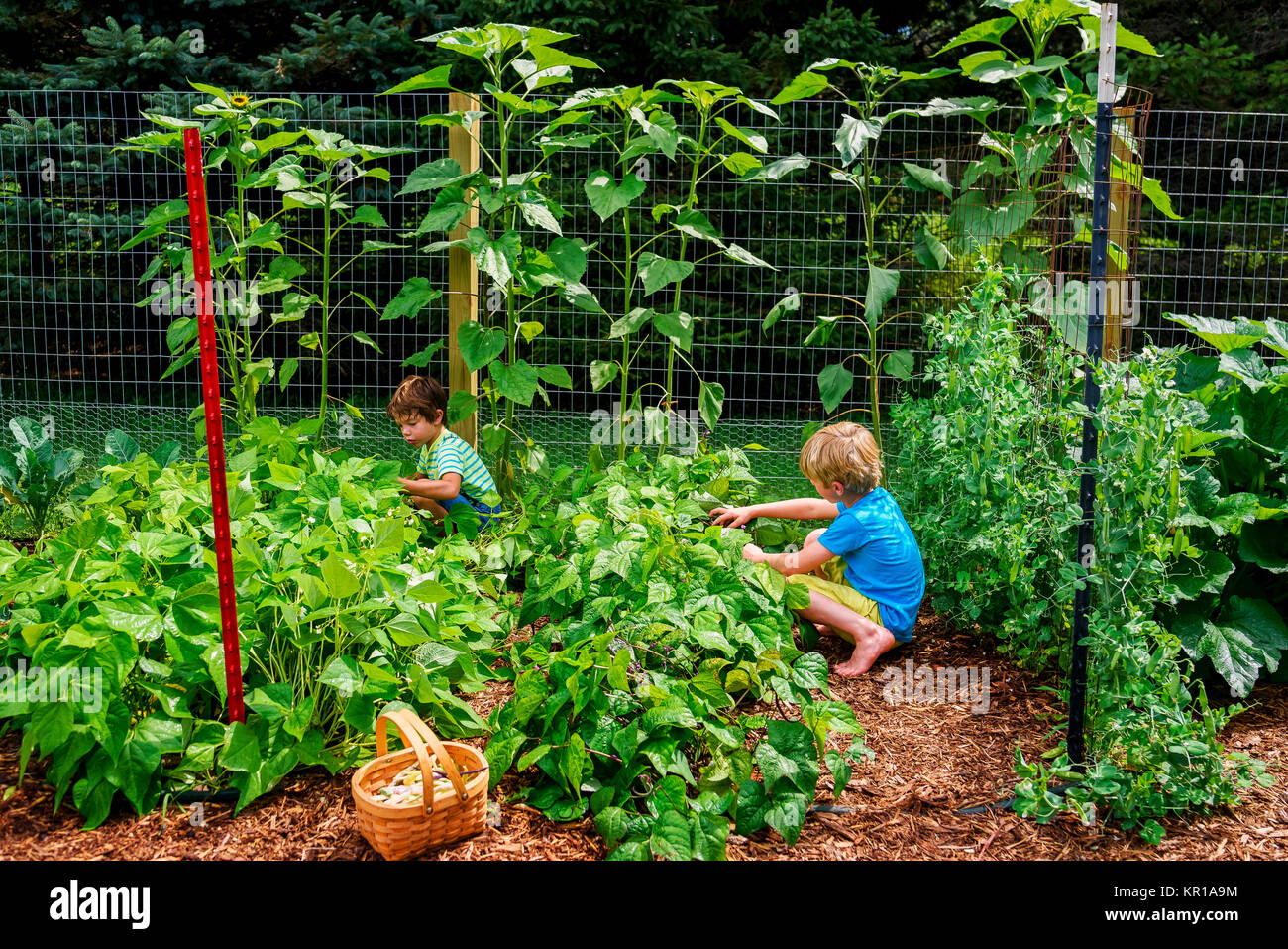Two boys in a vegetable patch picking vegetables Stock Photo