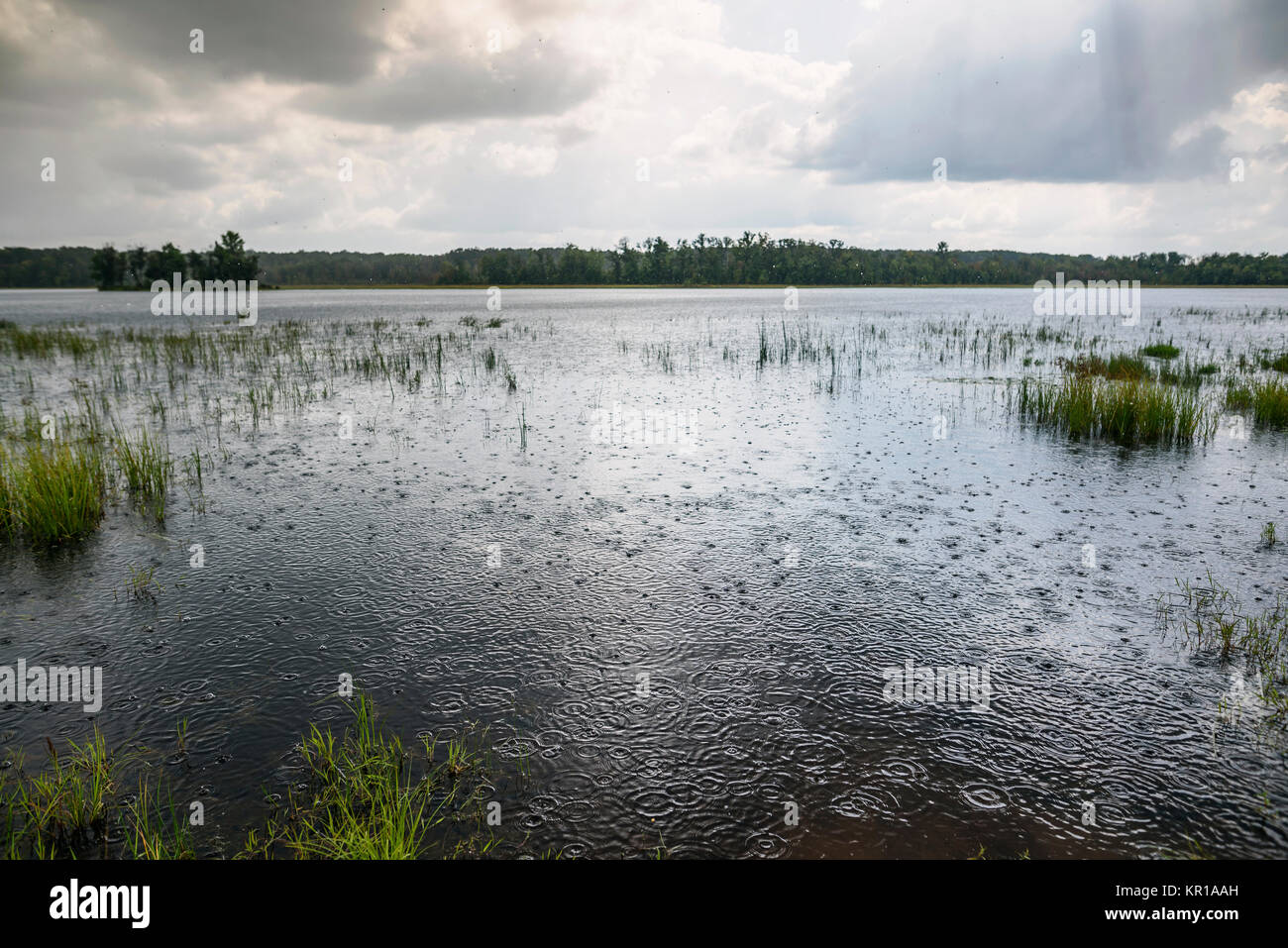 Rain drops on a lake Stock Photo Alamy