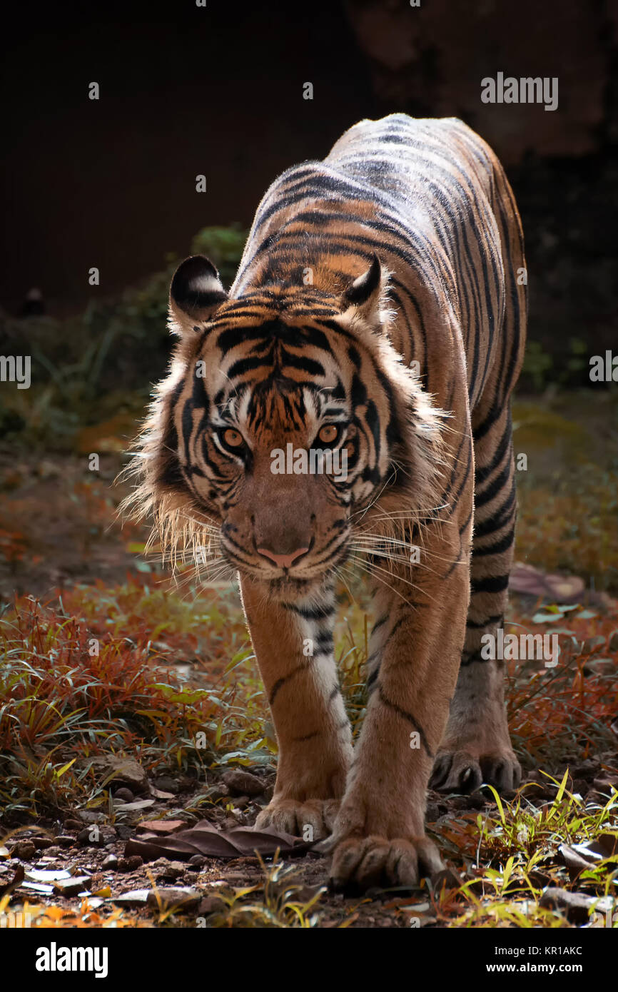 Portrait of a Sumatran tiger Stock Photo