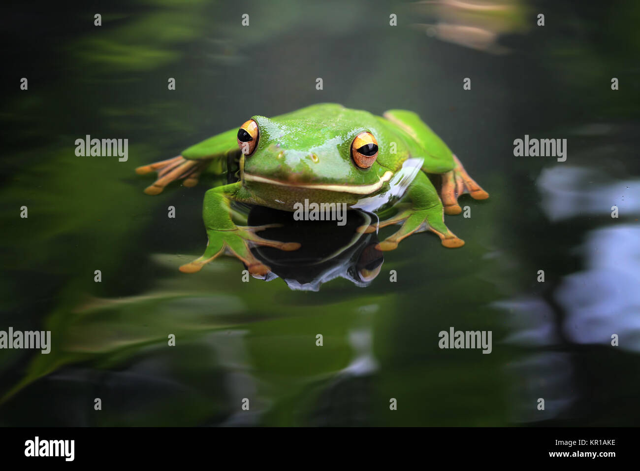 White lipped tree frog (litoria infrafrenata), Indonesia Stock Photo