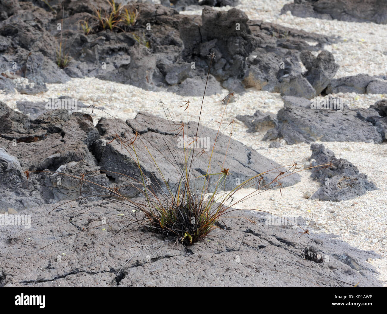 A sedge plant grows in the lava and eroded sulphur minerals in the caldera of the Sierra Negra Volcano. Isabela, Galapagos, Ecuador Stock Photo