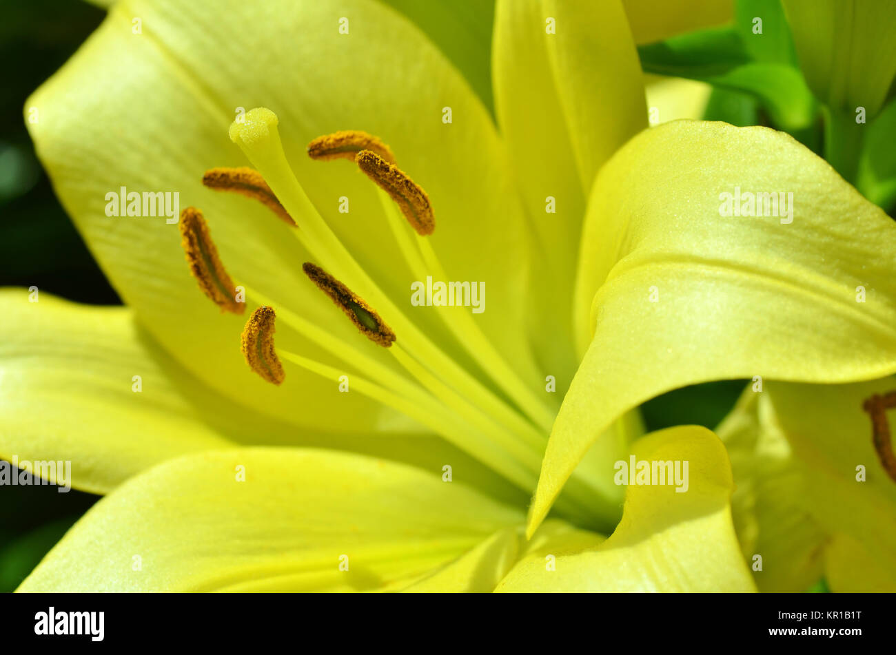 Beautiful lily growing in garden Stock Photo Alamy