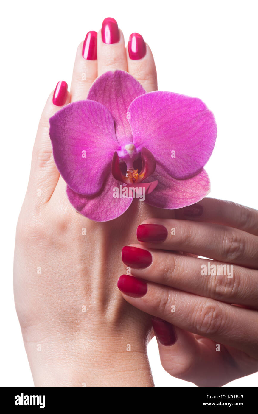 Gepflegte Fingernägel mit rotem Nagellack mit orchideenblüte isoliert auf weißem Hintergrund Stock Photo