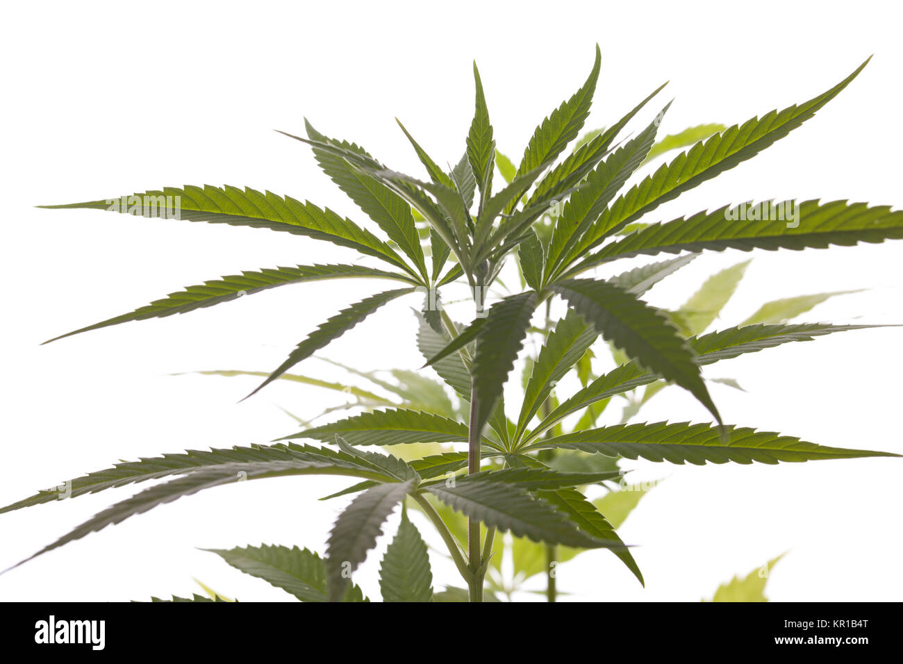 Cannabis marihuana Pflanze mit grünen Blättern Drogen Nahaufnahme isolerit vor weißem Hintergrund Stock Photo