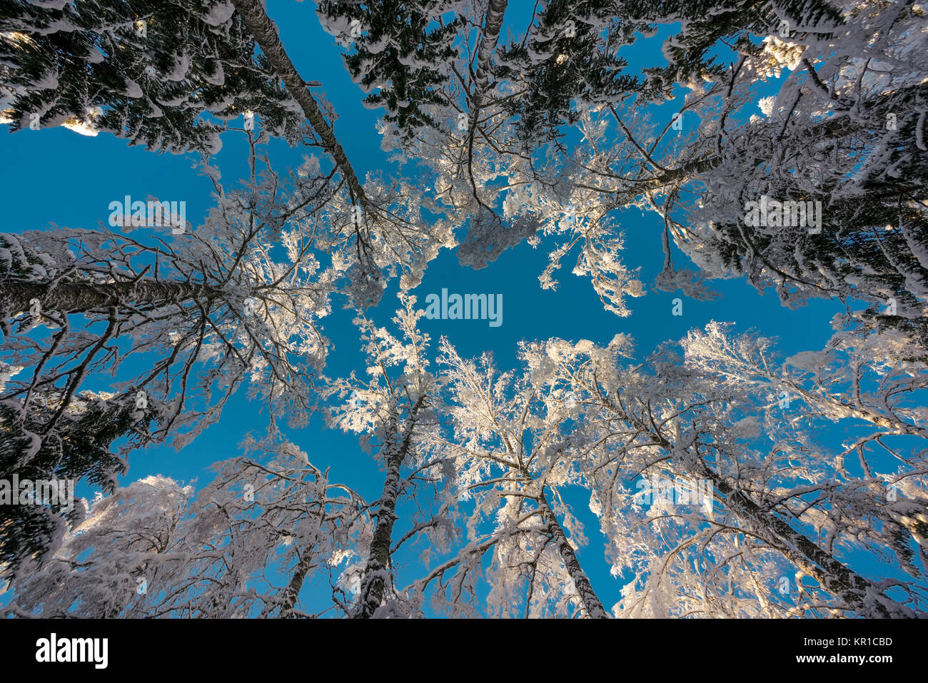 Pine trees low angle shot hi-res stock photography and images - Alamy