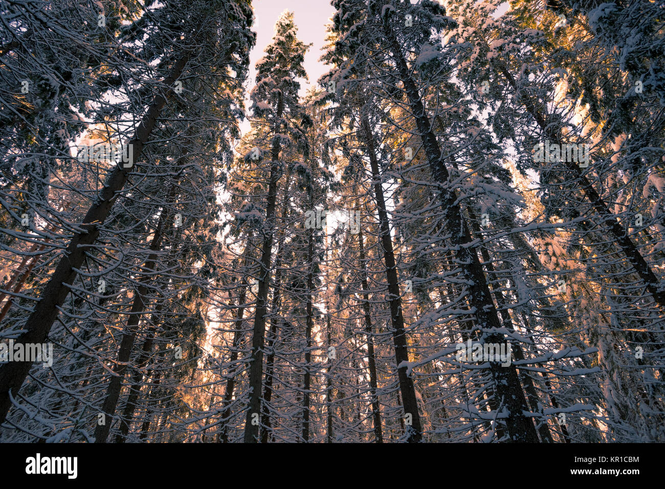 Low angle view winter pine hi-res stock photography and images - Alamy