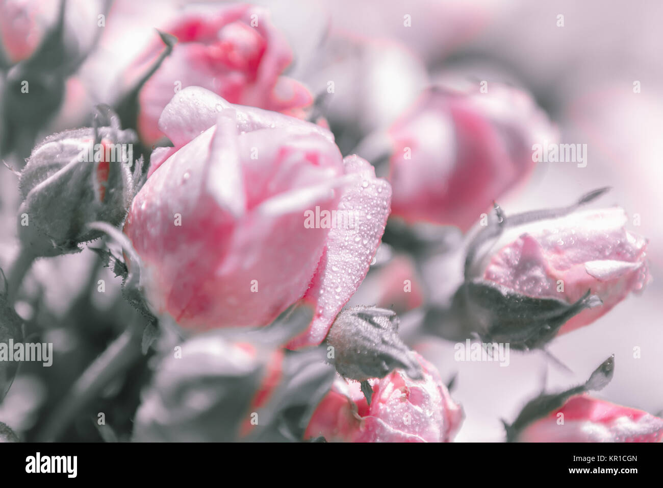 Blurred floral background of roses Stock Photo - Alamy