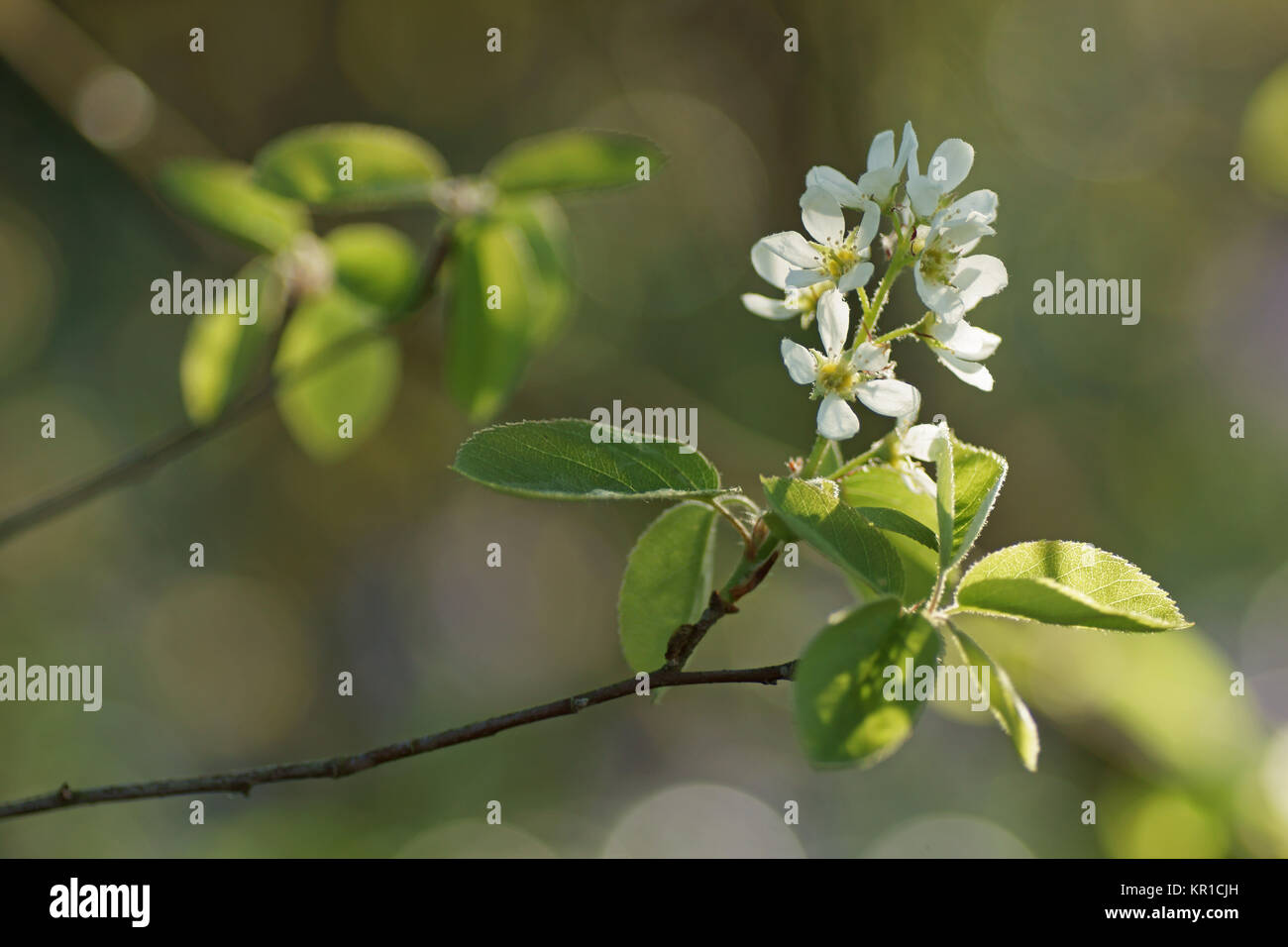 Amelanchier canadensis Stock Photo