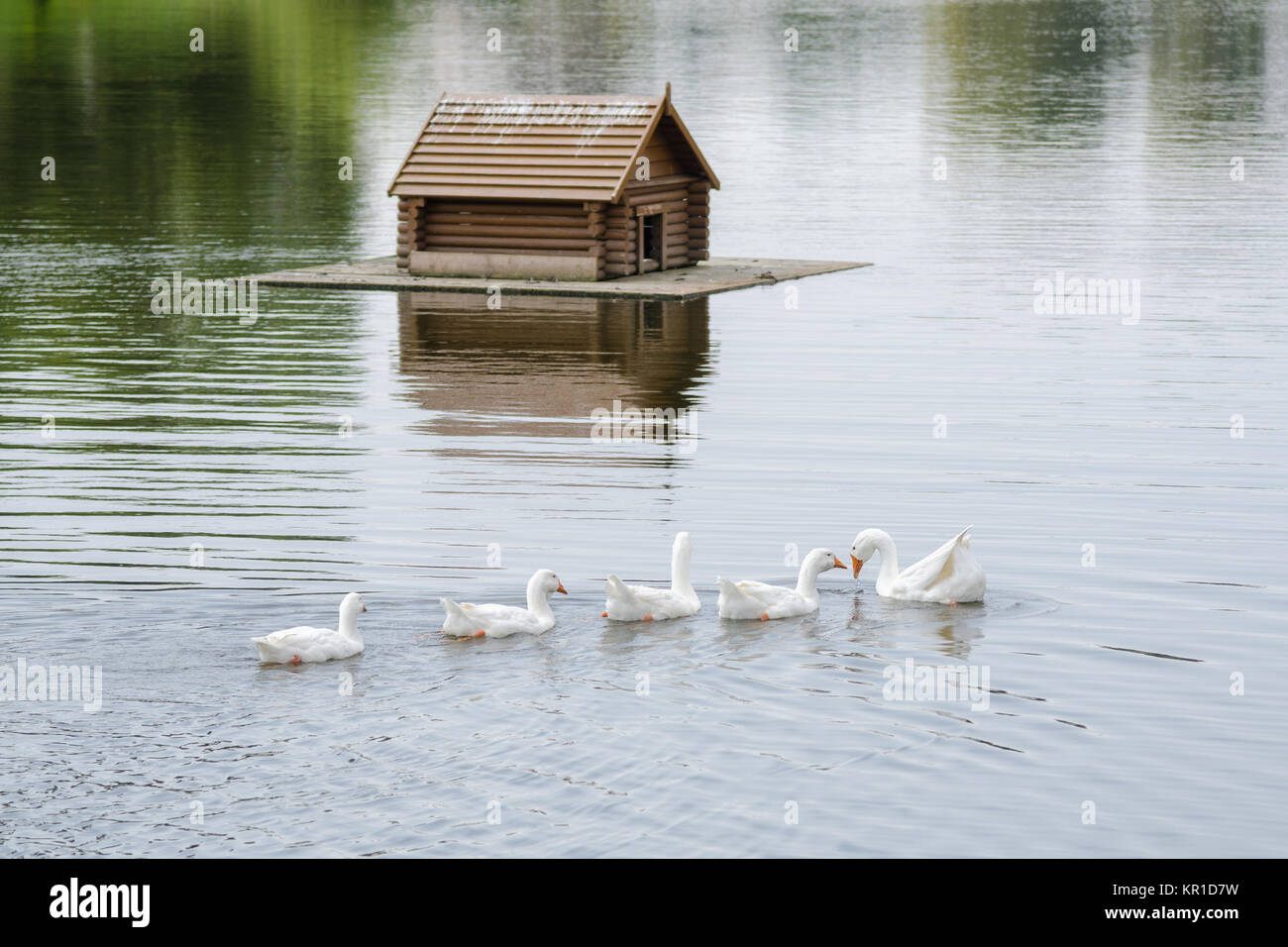 A flock of swans swimming on the lake in the background floating house ...