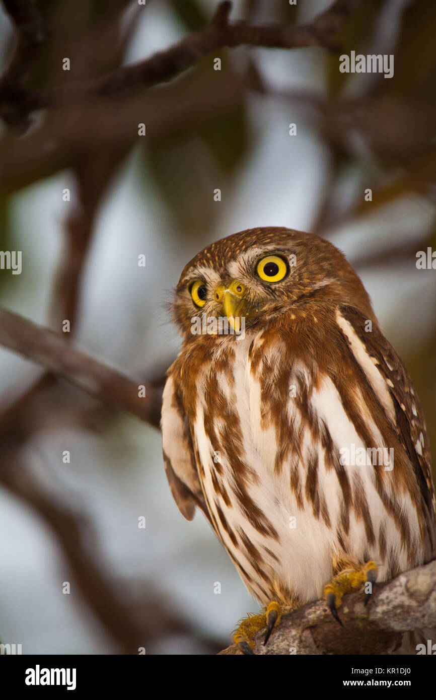 Amazing Owls High Resolution Stock Photography And Images Alamy Amazing Owls High Resolution Stock Photography And Images Alamy