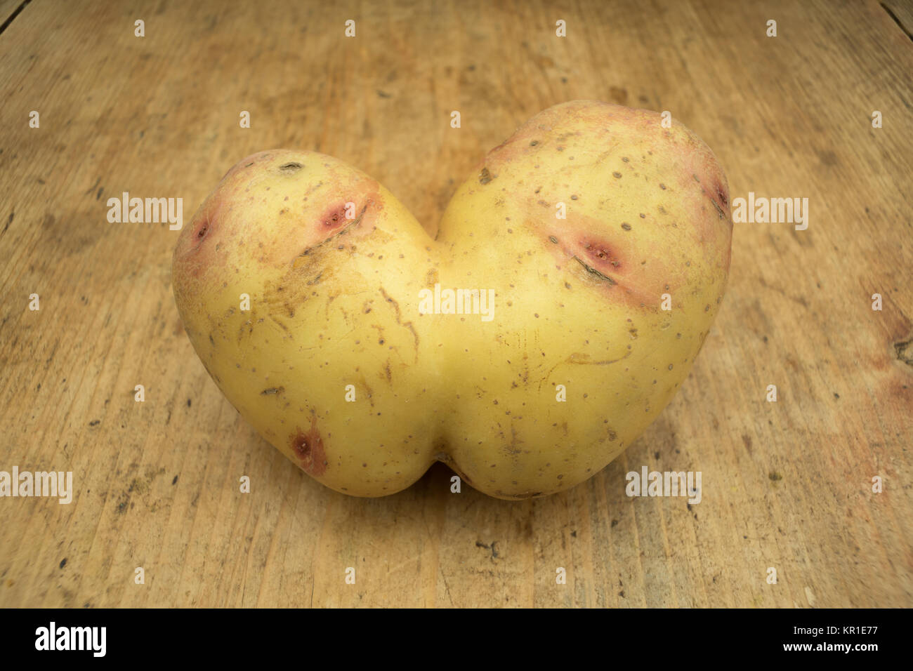 Conjoined Siamese potato on a wooden kitchen table with copy space. Wonky / funny / ugly vegetable or food waste concept. Stock Photo