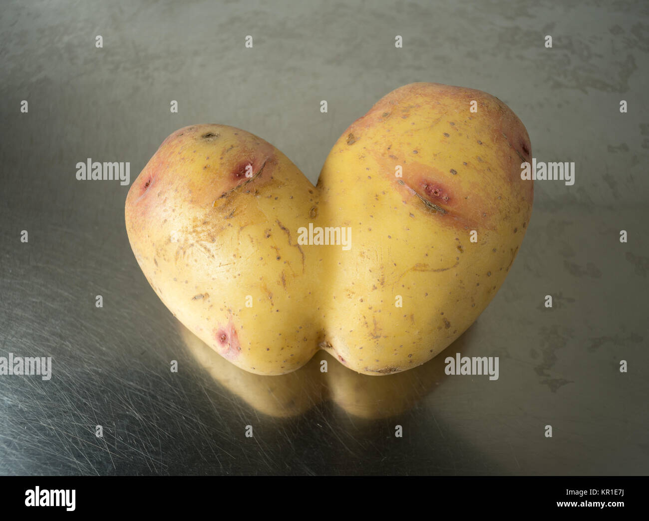 Conjoined Siamese potato on a stainless steel sink top with copy space. Wonky / funny / ugly vegetable or food waste concept. Stock Photo