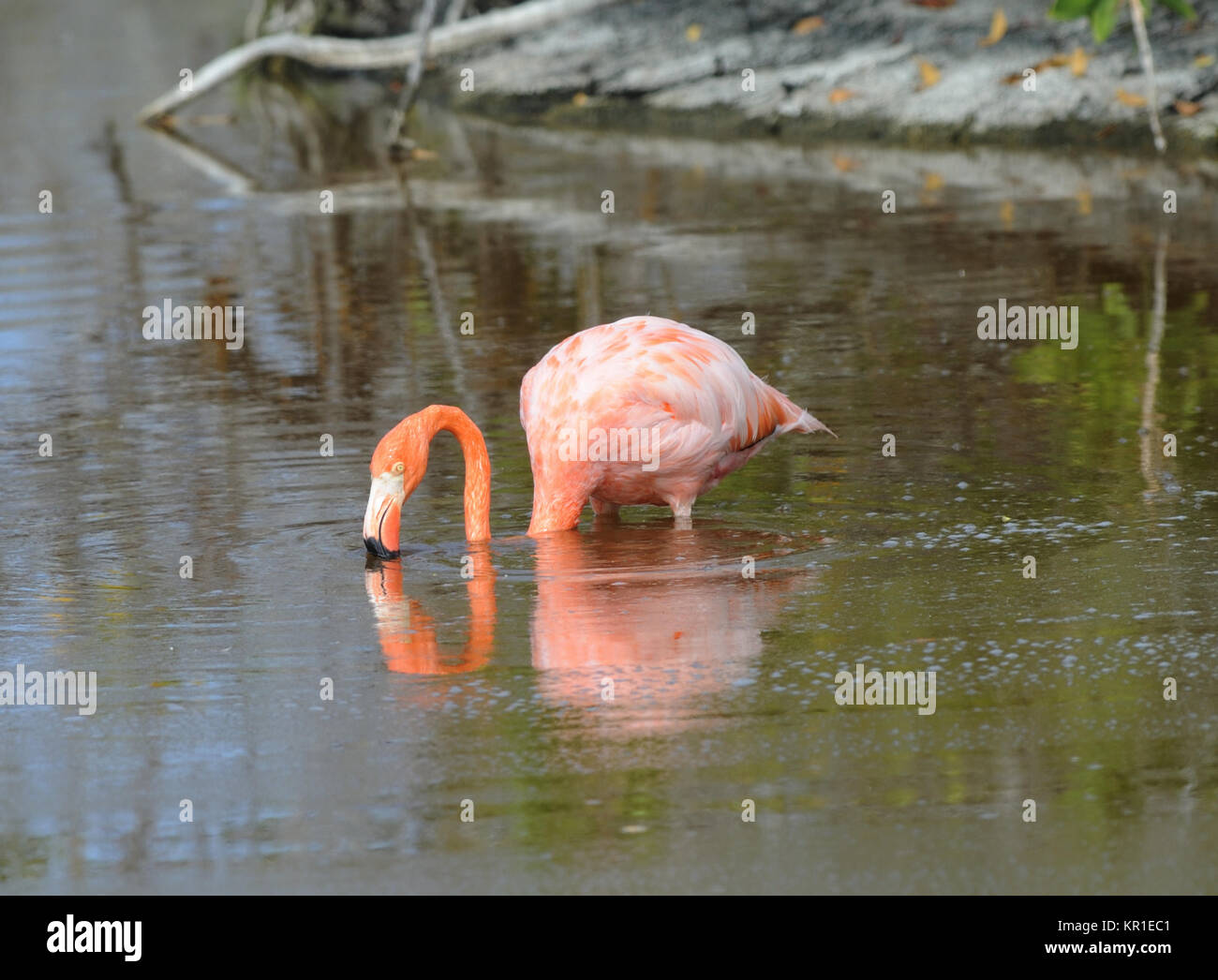 American flamingo (Phoenicopterus ruber) feeding in a lagoon near Puerto Villamil. Puerto Villamil, Isabela, Galapagos, Ecuador Stock Photo