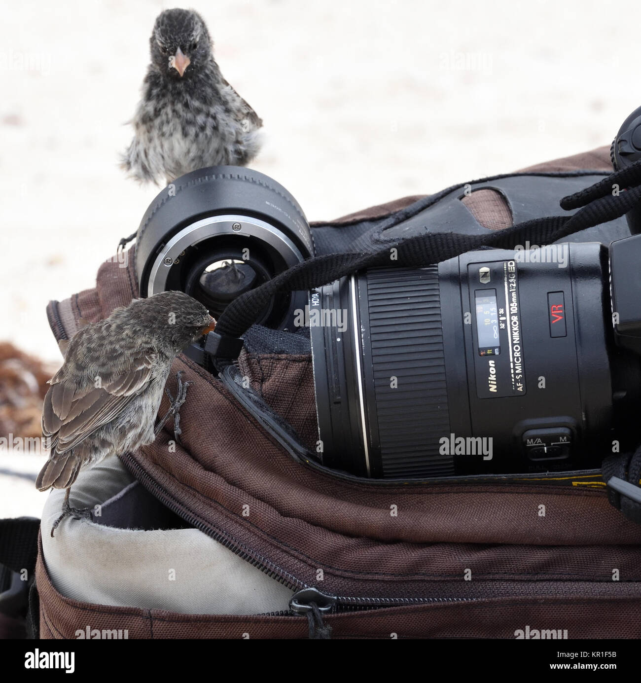 Female medium ground finches (Geospiza fortis) investigate a camera bag. This species is endemic to Galapagos. San Cristóbal, Galapagos, Ecuador. Stock Photo