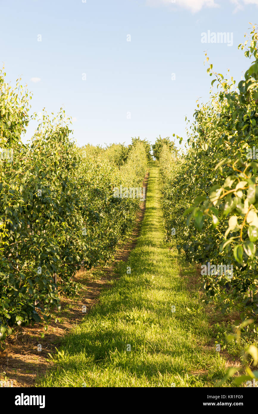 Pear tree plantation Stock Photo