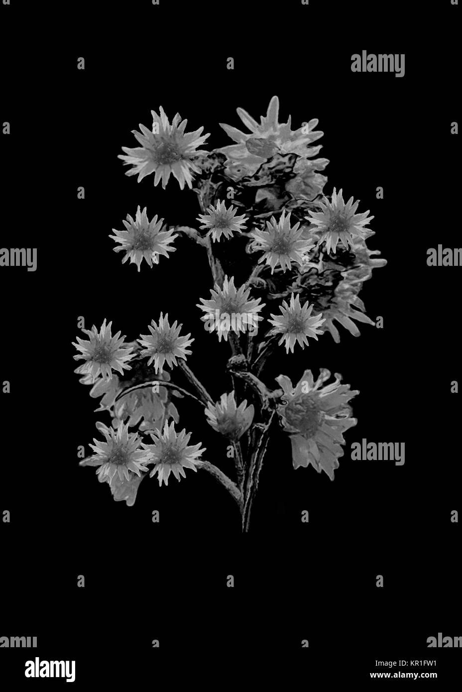 Isolated Flowers over Black Stock Photo