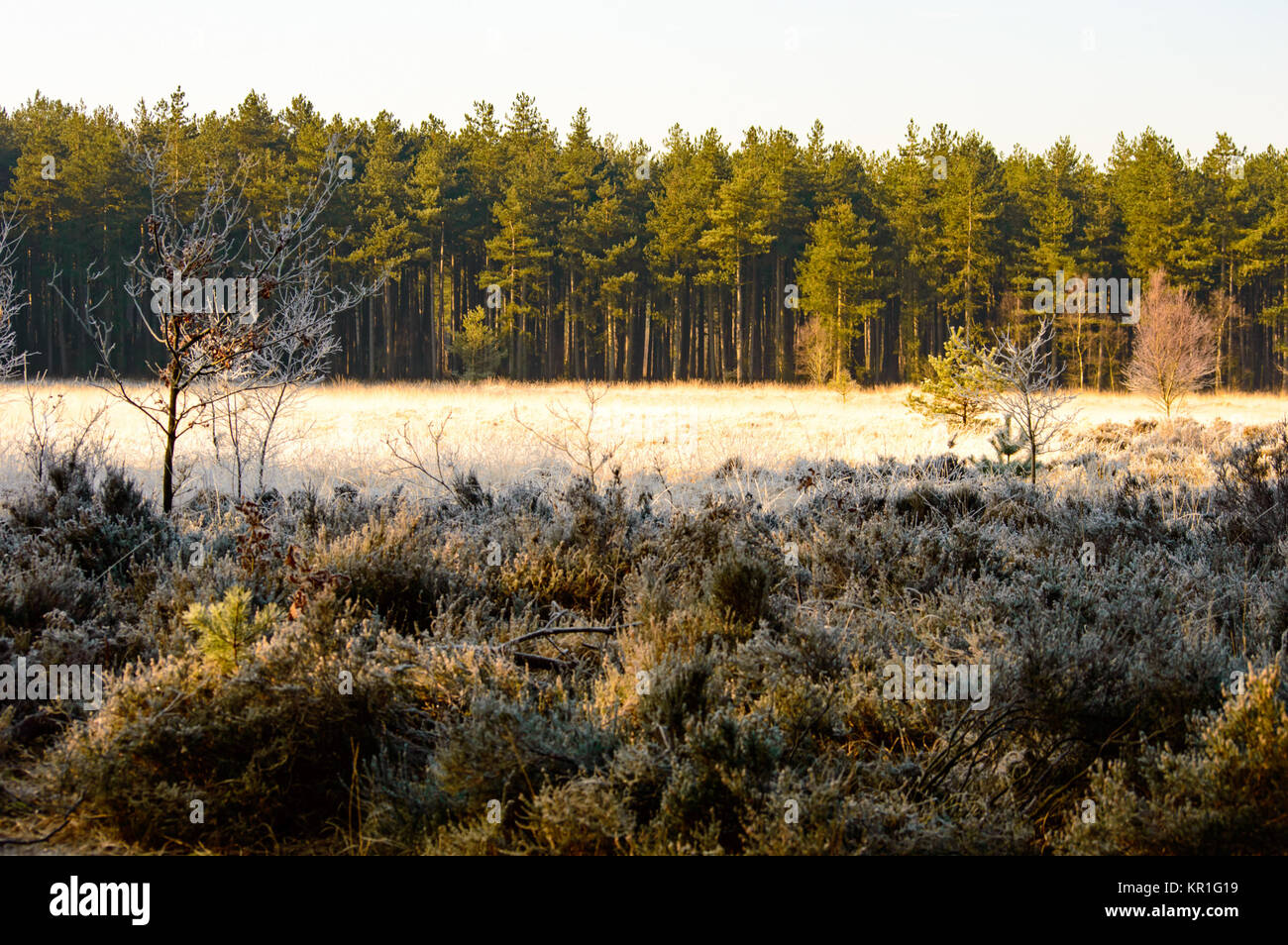 Frost covered shrubs in autumn season background Stock Photo - Alamy
