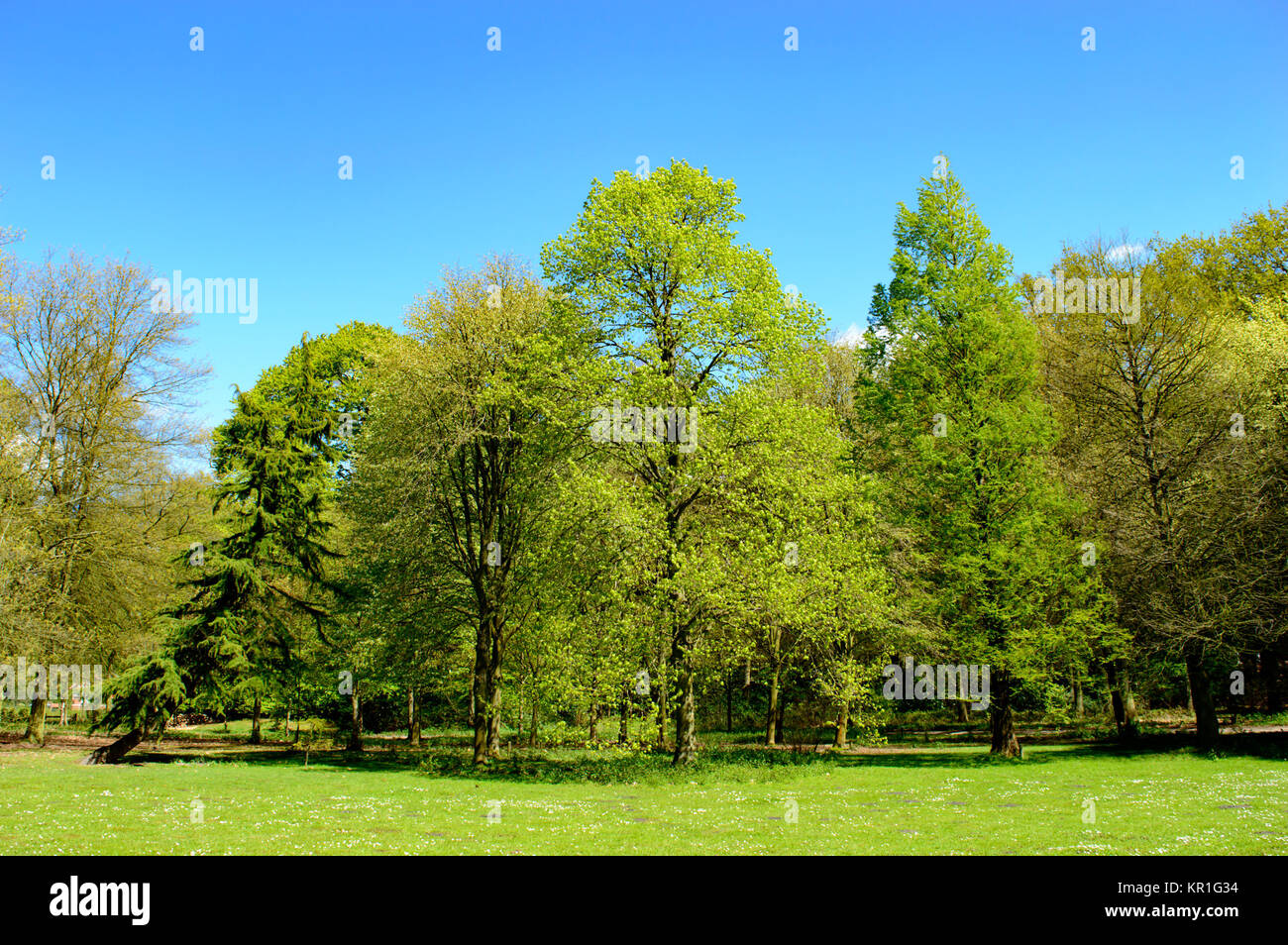 Fresh Spring Trees Fresh green new spring foliage on trees Stock Photo - Alamy
