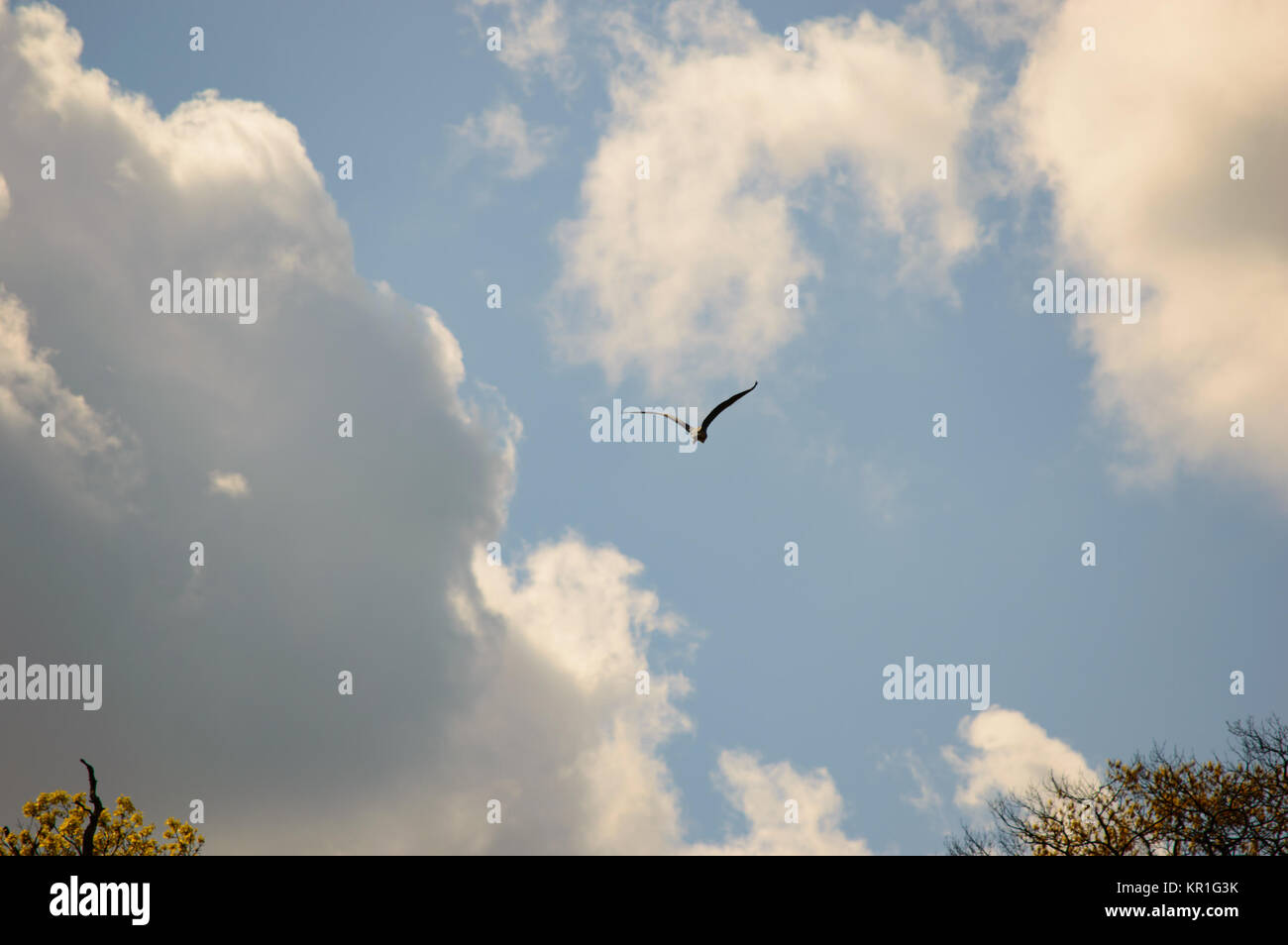 Bird flying in blue sky filled with white clouds Stock Photo - Alamy