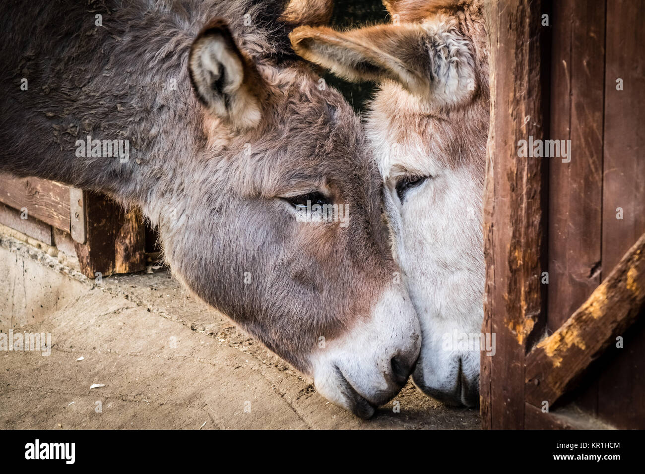 Donkey in love Stock Photo