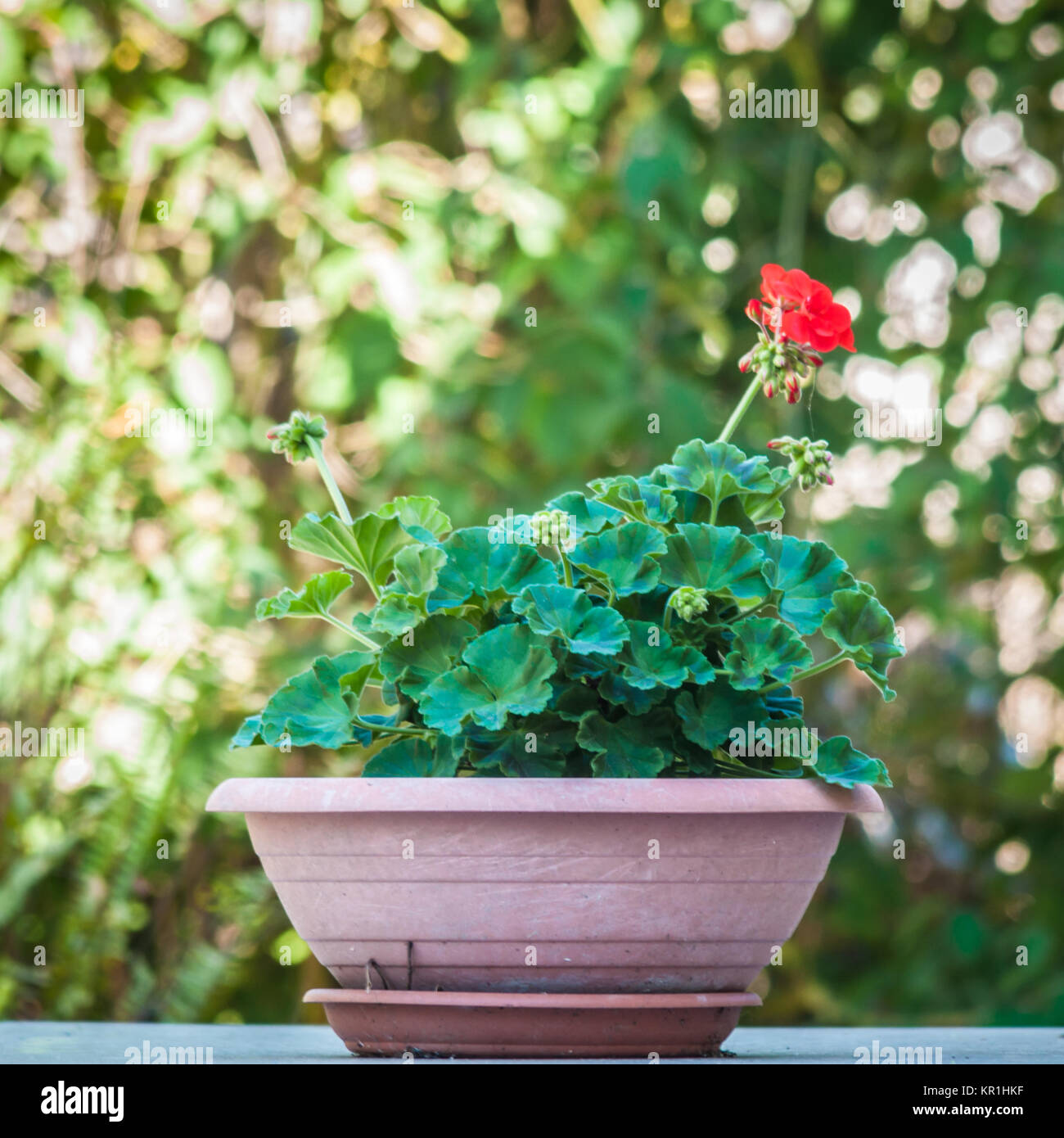 Little Tiny City Garden Stock Photos Little Tiny City Garden