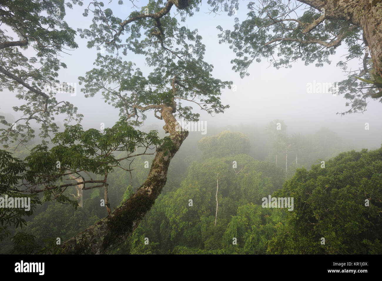 Morning mist rises over the Amazon rain forest viewed from a treetop platform in the Napo