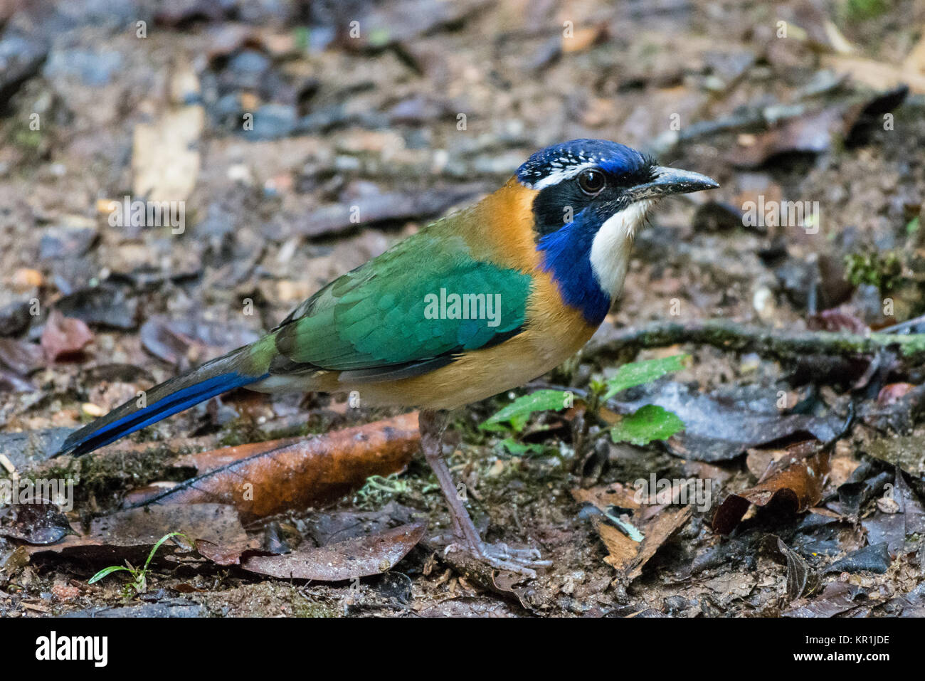 A colorful Pitta-like Ground-Roller (Atelornis pittoides) foraging on forest floor. Ranomafana National Park. Madagascar, Africa. Stock Photo