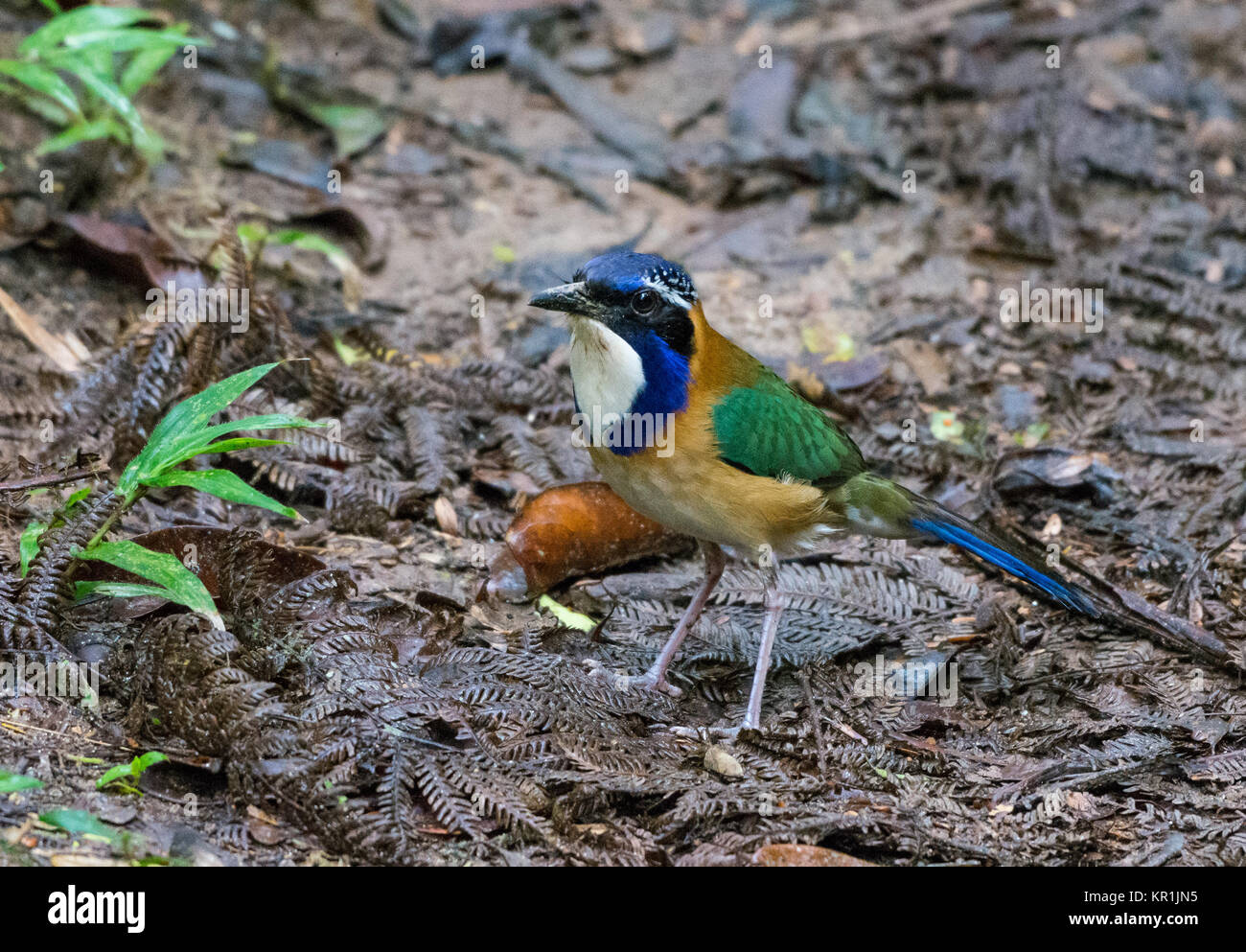 A colorful Pitta-like Ground-Roller (Atelornis pittoides) foraging on forest floor. Ranomafana National Park. Madagascar, Africa. Stock Photo