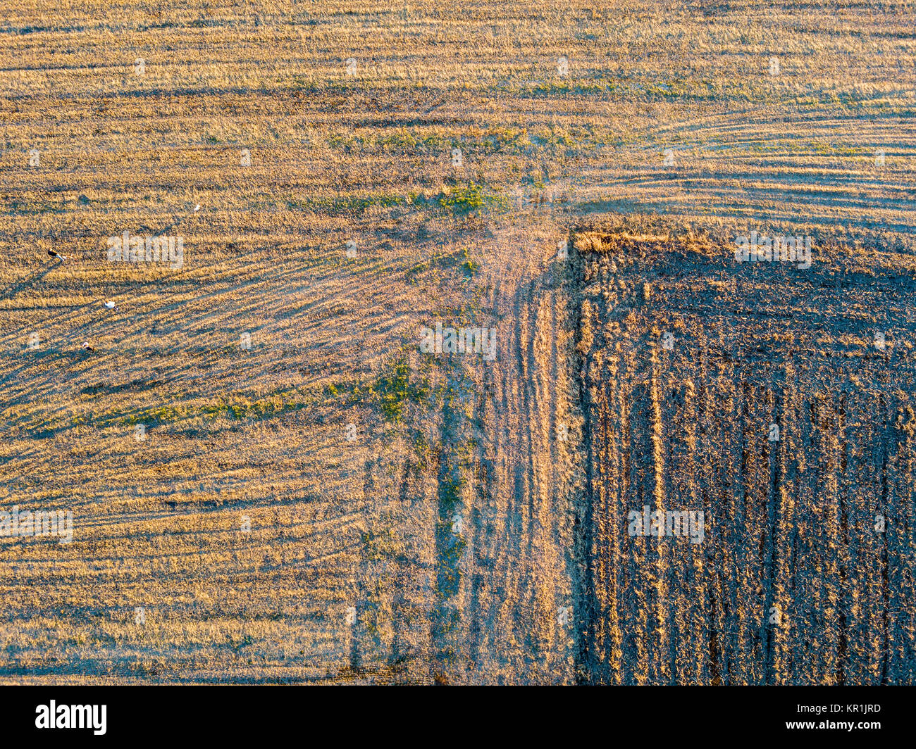 Aerial view of people strolling at sunset, in the middle of a field, walking with dogs. Outdoor life Stock Photo