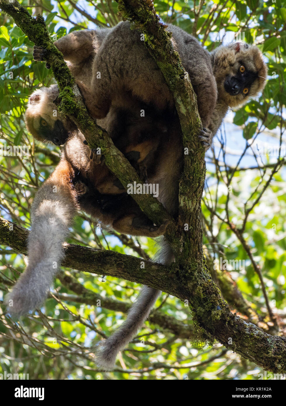 A pair Critically Endangered Golden Bamboo Lemur (Hapalemur aureus) foraging in bamboo forest. Ranomafana National Park. Madagascar, Africa. Stock Photo