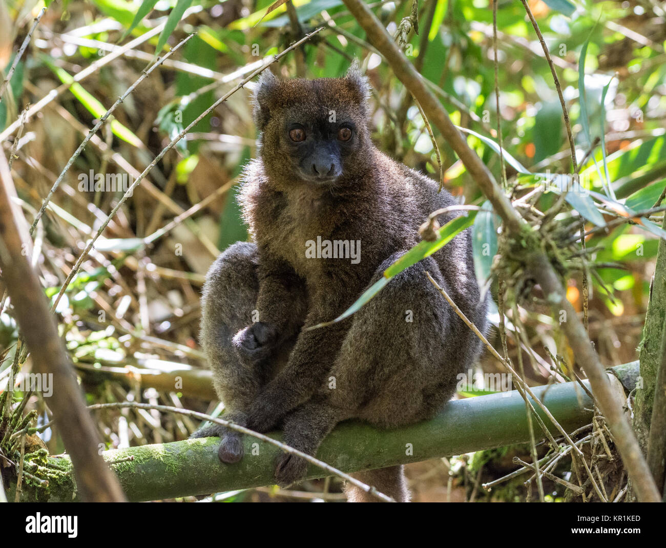 A Critically Endangered Greater Bamboo Lemur (Prolemur simus) foraging in bamboo forest. Ranomafana National Park. Madagascar, Africa. Stock Photo
