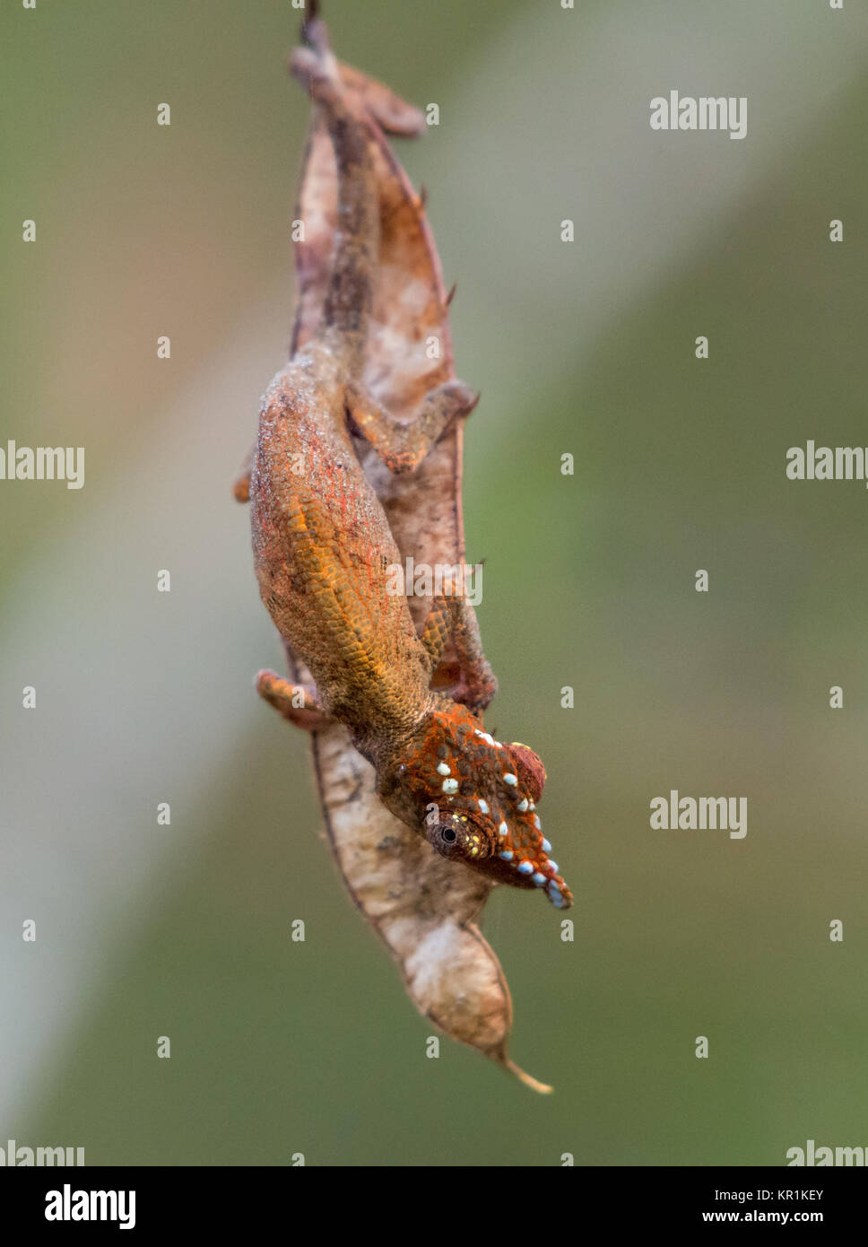 A Chameleon hanging on a dead leaf. Ranomafana National Park. Madagascar, Africa. Stock Photo
