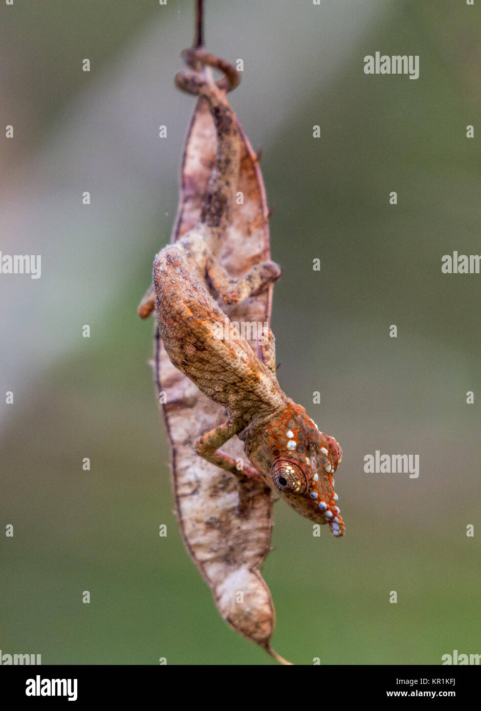 A Chameleon hanging on a dead leaf. Ranomafana National Park. Madagascar, Africa. Stock Photo