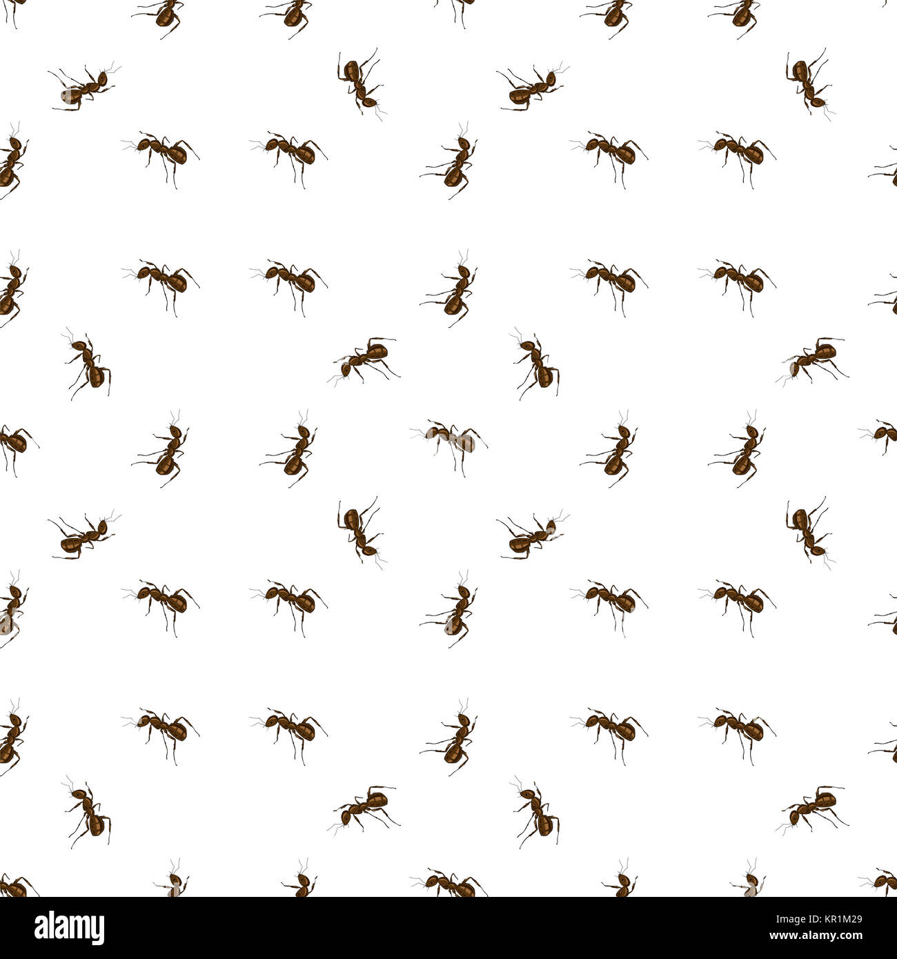 Ant Isolated on White Background. Stock Photo