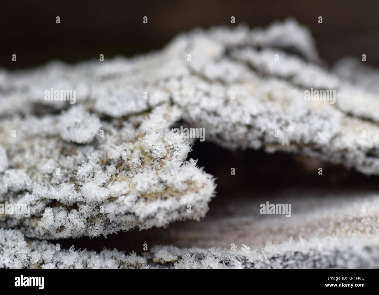 close up frost on wood bark Stock Photo