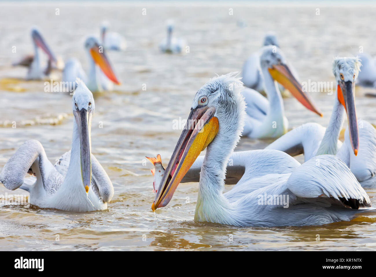 pelican 'Dalmatian' opens his mouth and catches the fish that a fisherman threw at the lake Kerkini, Greece. The fishermen of the area feed the pelica Stock Photo