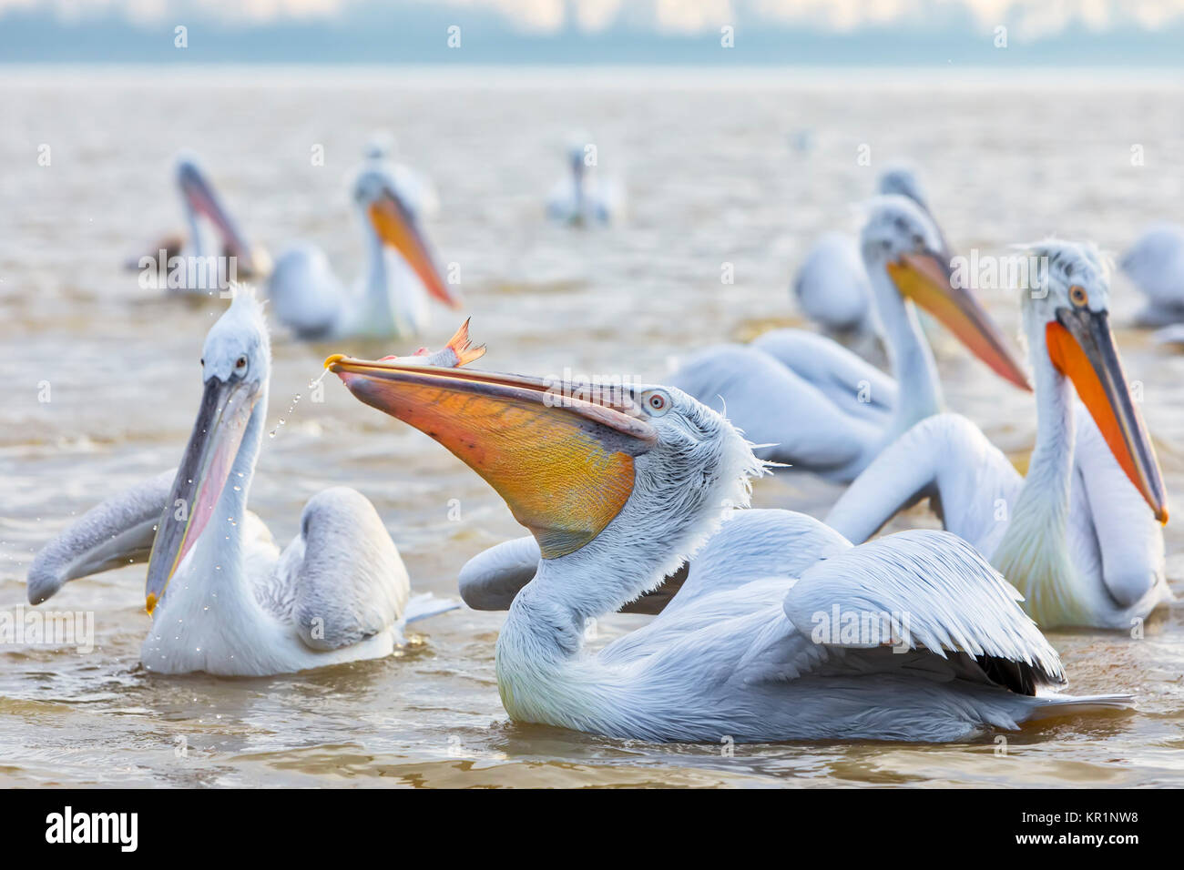 pelican 'Dalmatian' opens his mouth and catches the fish that a fisherman threw at the lake Kerkini, Greece. The fishermen of the area feed the pelica Stock Photo