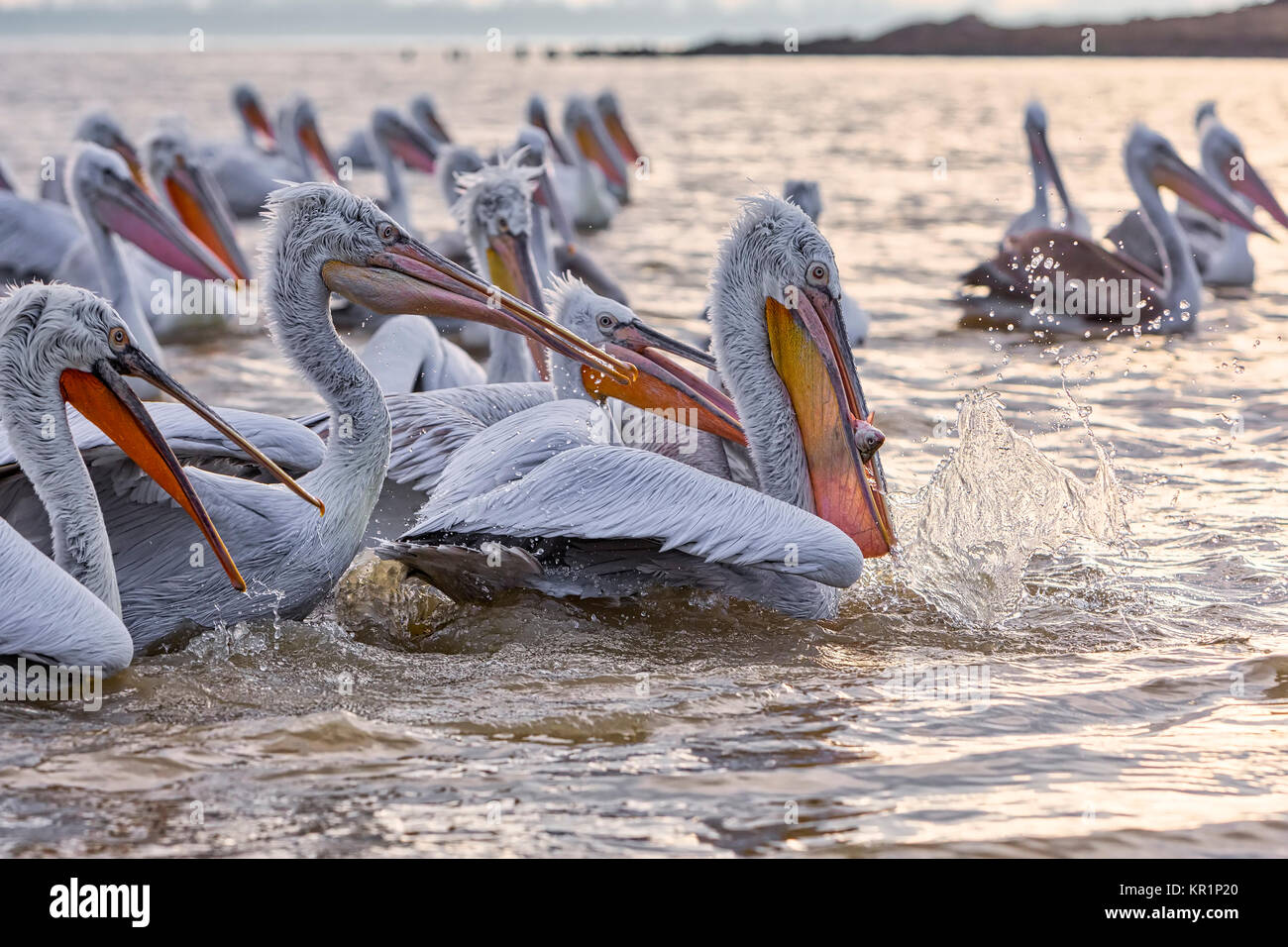 pelican "Dalmatian" opens his mouth and catches the fish that a fisherman threw at the lake Kerkini, Greece. The fishermen of the area feed the pelica Stock Photo