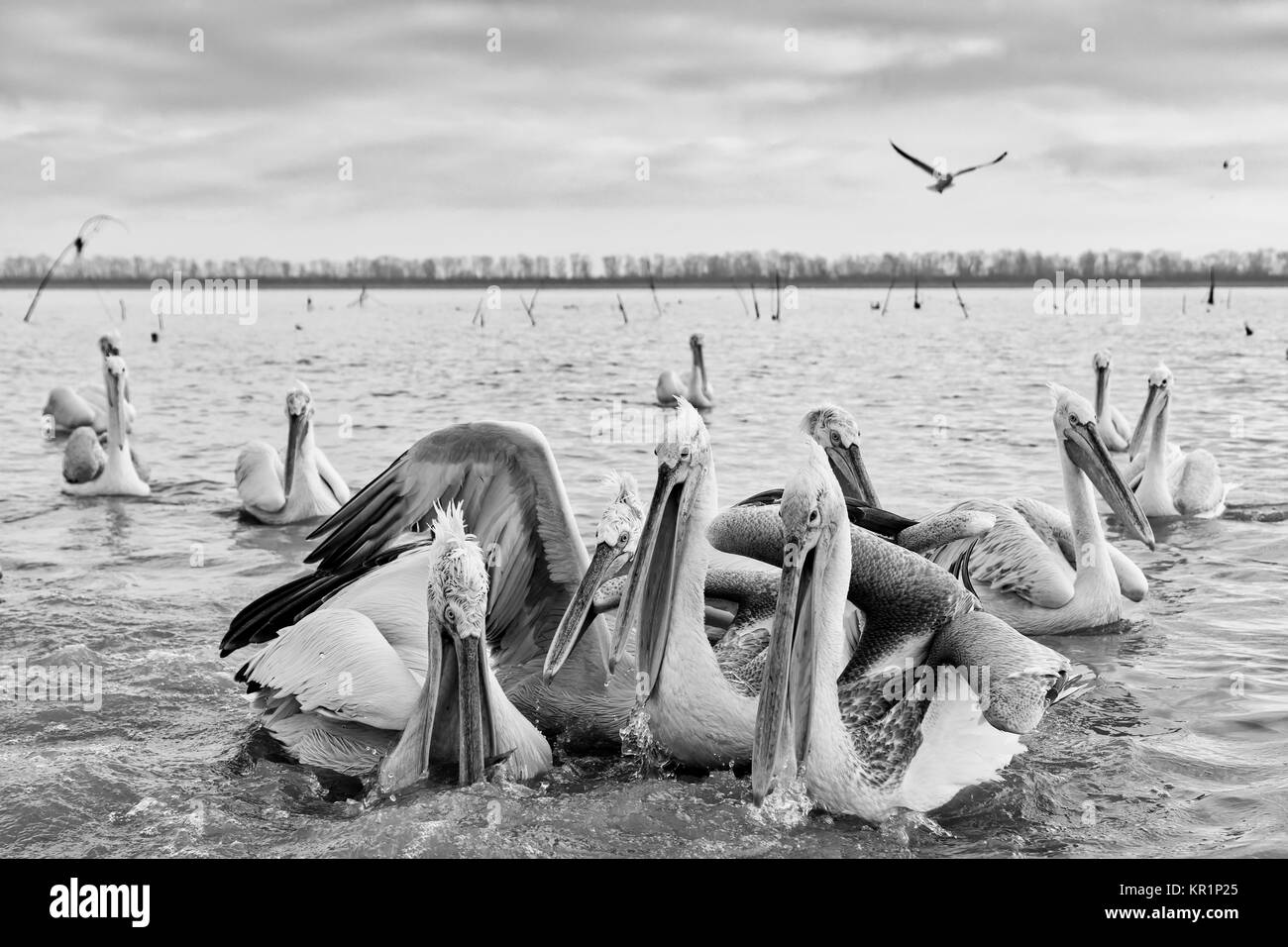 pelican 'Dalmatian' opens his mouth and catches the fish that a fisherman threw at the lake Kerkini, Greece. The fishermen of the area feed the pelica Stock Photo